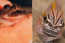 Đẻ con bằng miệng, khả năng tài tình có thật ở động vật