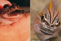 Đẻ con bằng miệng, khả năng tài tình có thật ở động vật