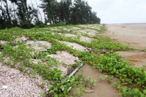 Kỳ thú loài ốc tạo thành con đường bằng ốc viết dài nhất Việt Nam