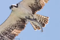 “Tử thần” từ trên trời sà xuống, đoạt mạng cá mập ngoạn mục