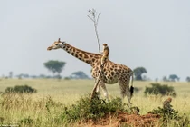 Hình ảnh gây thích thú của "hậu duệ Tôn Ngộ Không"