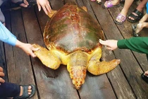 Rùa vàng ngư dân Hà Tĩnh vừa bắt được giá trị cỡ nào?