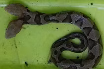 Rắn đen hai đầu kỳ dị “đột nhập” nhà dân gây rùng mình