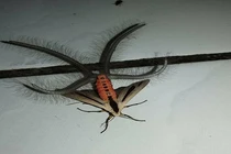 Sinh vật quái dị giống bướm có tới 4 đuôi từng ở Gia Lai