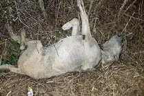 Bí ẩn nhiều xác chó chết ở nông thôn