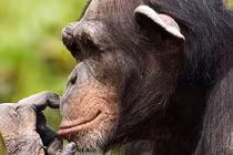 Sự thật kinh ngạc điểm chung giữa tinh tinh và con người