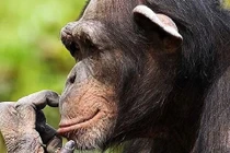 Sự thật kinh ngạc điểm chung giữa tinh tinh và con người