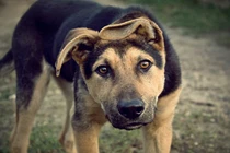 Cú cắn của loài chó và kỷ lục bất ngờ nhất TG động vật