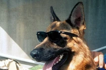 Danh sách động vật giàu nhất thế giới