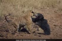 Gấu mẹ quyết chiến hổ dữ bảo vệ con gây xúc động