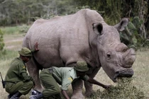 Nhen nhóm nỗ lực tái sinh loài tê giác trắng châu Phi
