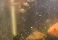 Cá "nổi điên" bị rùa bám riết trên lưng không chịu buông