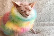 Ảnh “nhan sắc” chú mèo “xấu nhất hành tinh“