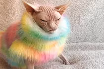 Ảnh “nhan sắc” chú mèo “xấu nhất hành tinh“