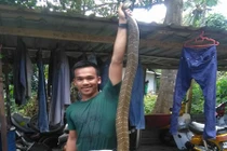 Xem lính cứu hỏa tay không bắt hổ mang chúa khổng lồ