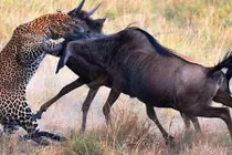 Linh dương đầu bò húc bay báo hoa mai cứu con