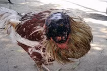 Kinh dị gà bị chặt đầu vẫn sống, đi lại bình thường