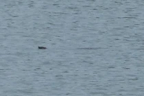 Giới khoa học làm gì để bảo tồn cá thể giống rùa Hồ Gươm?