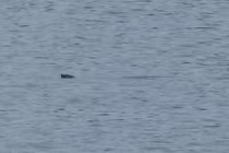 Giới khoa học làm gì để bảo tồn cá thể giống rùa Hồ Gươm?