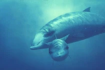 Top động vật có vú lặn sâu nhất thế giới