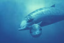 Top động vật có vú lặn sâu nhất thế giới