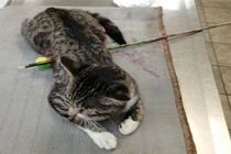 Mèo bị mũi tên bắn xuyên người vẫn sống sót kì diệu