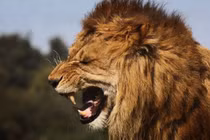 Top loài sư tử ăn thịt người nổi tiếng thế giới