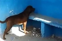 Kỳ lạ chú chó nhìn chăm chăm bức tường suốt 3 ngày