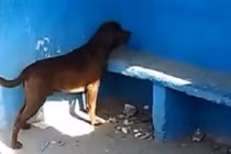 Kỳ lạ chú chó nhìn chăm chăm bức tường suốt 3 ngày