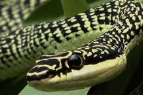 Top động vật không cánh bay tài tình... có cả ở Việt Nam