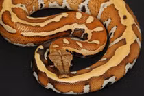 Loài vật “đẹp như kiệt tác”, bị săn lùng ráo riết ở Việt Nam