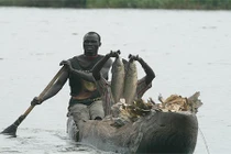 Những sự thực khủng khiếp về cuộc sống trong đầm lầy