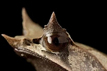 Động vật "dị" với cặp sừng chết chóc gây khiếp sợ