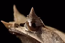 Động vật "dị" với cặp sừng chết chóc gây khiếp sợ