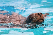 Điểm các điệp viên tình báo "chất" nhất thế giới động vật