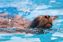 Điểm các điệp viên tình báo "chất" nhất thế giới động vật