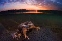 Vẻ đẹp diệu kỳ từ thế giới đại dương gây choáng ngợp