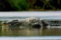 Dã thú ăn thịt nhiều người nhất ở thời hiện đại