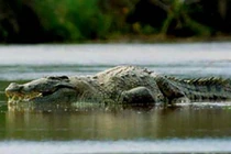 Dã thú ăn thịt nhiều người nhất ở thời hiện đại