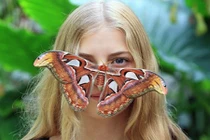 Chân dung bướm khổng lồ, to ngang mặt người, có ở VN