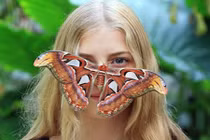 Chân dung bướm khổng lồ, to ngang mặt người, có ở VN