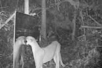 Phản ứng "lạ" của động vật rừng Amazon khi nhìn gương