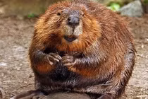 Cận cảnh chuột khổng lồ nặng ngang đứa trẻ, đe dọa California