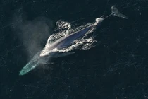 Chân dung 10 loài cá voi dài nhất hành tinh