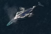 Chân dung 10 loài cá voi dài nhất hành tinh