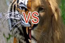 Giải mã kịch bản cuộc chiến giữa sư tử và hổ