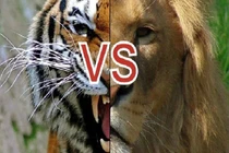 Giải mã kịch bản cuộc chiến giữa sư tử và hổ