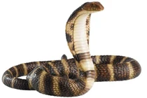 Giải bí ẩn rùng mình về rắn hổ mang Ai Cập