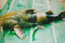 Huyền bí chuyện những "chúa tể lòng sông" lớn lên trong lồng sắt