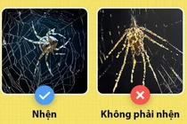 Những sự thật khiến bạn luôn ngạc nhiên về thế giới sinh vật